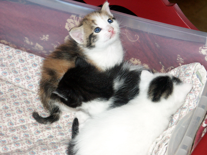 caramel 06-04 013.jpg - DCF 1.0